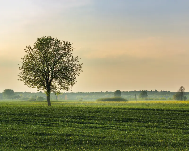 Einzelner Baum auf grüner Wiese vor hellem Himmel und entferntem Waldrand